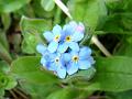 2010-0403-1410_Forgetmenot_10,6C